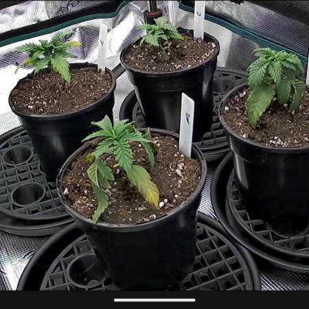 Northern Lights & Critical