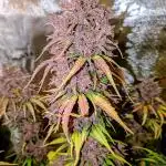 Feel Rainbow, Taste the Rainbow Growmie