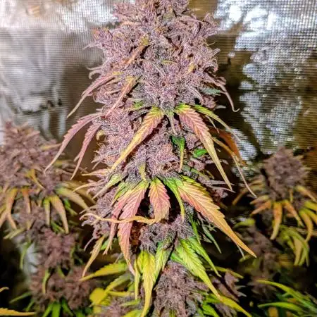 Feel Rainbow, Taste the Rainbow Growmie