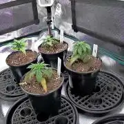 Northern Lights & Critical