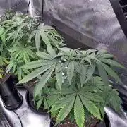 Amnesia Haze