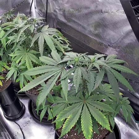 Amnesia Haze
