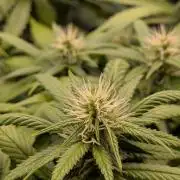 Amnesia Haze