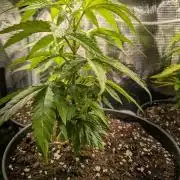 Amnesia Haze