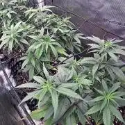 Amnesia Haze