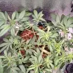 LSD-25