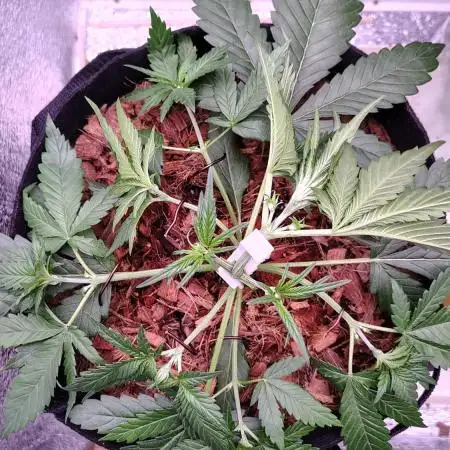 LSD-25