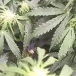 Jack Herer Auto Spring 2025