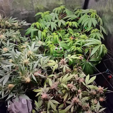 Ethos Mandarin Cookies v2 clones + Zake