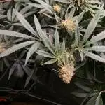Ethos Mandarin Cookies v2 clones + Zake
