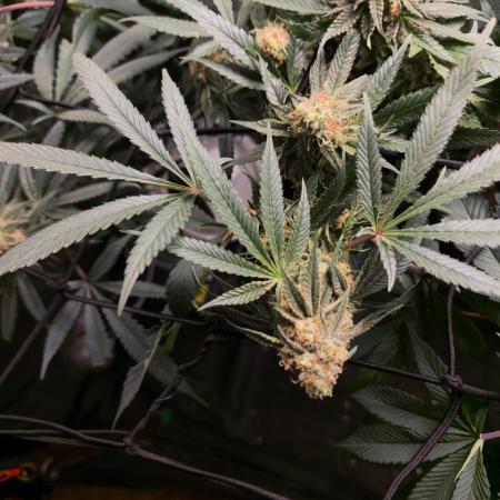 Ethos Mandarin Cookies v2 clones + Zake