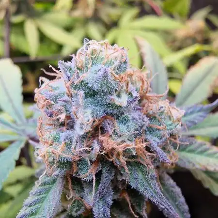Ethos Mandarin Cookies v2 clones