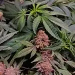 Ethos Mandarin Cookies v2 clones + Zake
