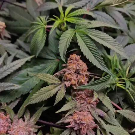 Ethos Mandarin Cookies v2 clones + Zake