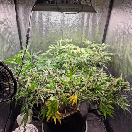 Ethos Mandarin Cookies v2 clones