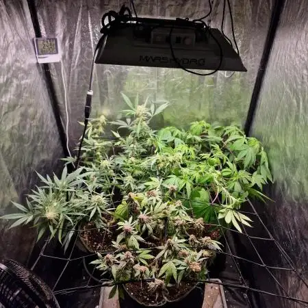 Ethos Mandarin Cookies v2 clones