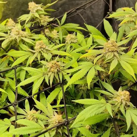 Ethos Mandarin Cookies v2 clones