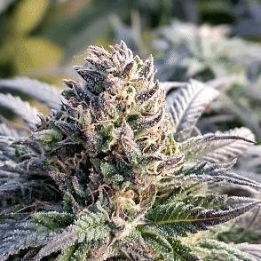 FF GORILLA COOKIES 42FASTBUDS