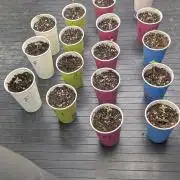 The Seeds Cup 2026 Djaysweed