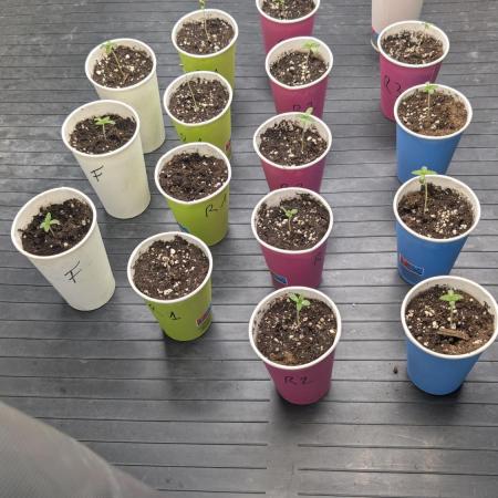 The Seeds Cup 2026 Djaysweed