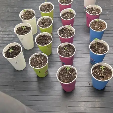 The Seeds Cup 2026 Djaysweed