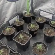 The Seeds Cup 2026 Djaysweed