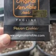 Poison Cookies By Djaysweed