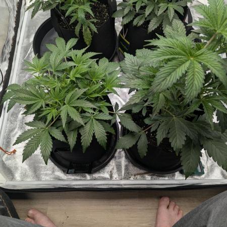 Alien vs MyLittlePony