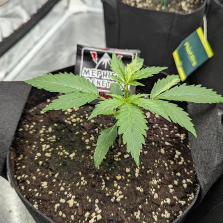 Alien vs MyLittlePony