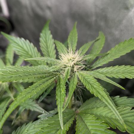 Alien vs MyLittlePony