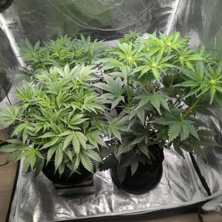 Alien vs MyLittlePony