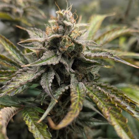 Alien vs MyLittlePony