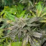 Alien vs MyLittlePony