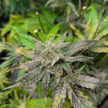 Alien vs MyLittlePony