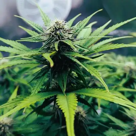 guava auto baby 🍐🍓