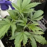 Alien vs MyLittlePony