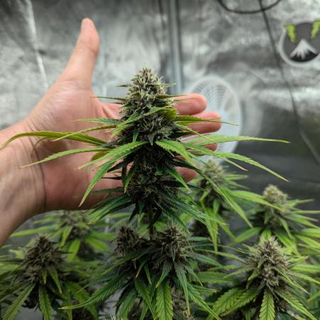 guava auto baby 🍐🍓