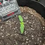 Alien vs MyLittlePony