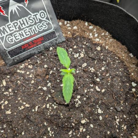 Alien vs MyLittlePony