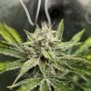 Alien vs MyLittlePony