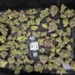 420 FastBuds Super Boof Auto feminized