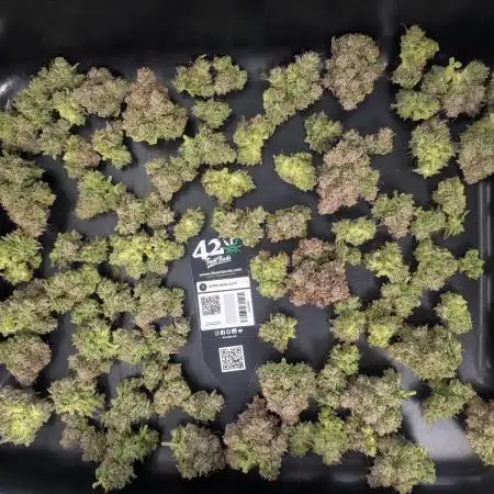 420 FastBuds Super Boof Auto feminized