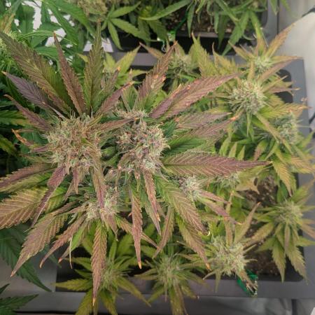 420 FastBuds Super Boof Auto feminized