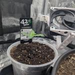 420 FastBuds Super Boof Auto feminized