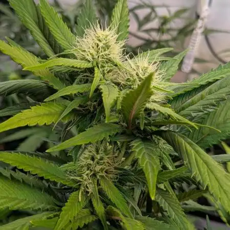 420 FastBuds Super Boof Auto feminized