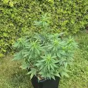 CBDV Auto