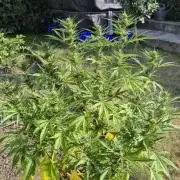 Lemon Peach CBD Auto (Ganja Farmers)