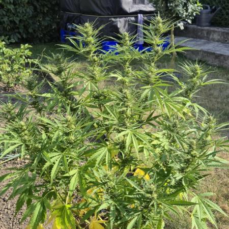 Lemon Peach CBD Auto (Ganja Farmers)
