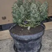 AK 2.0 XL Auto