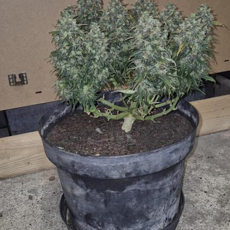 AK 2.0 XL Auto
